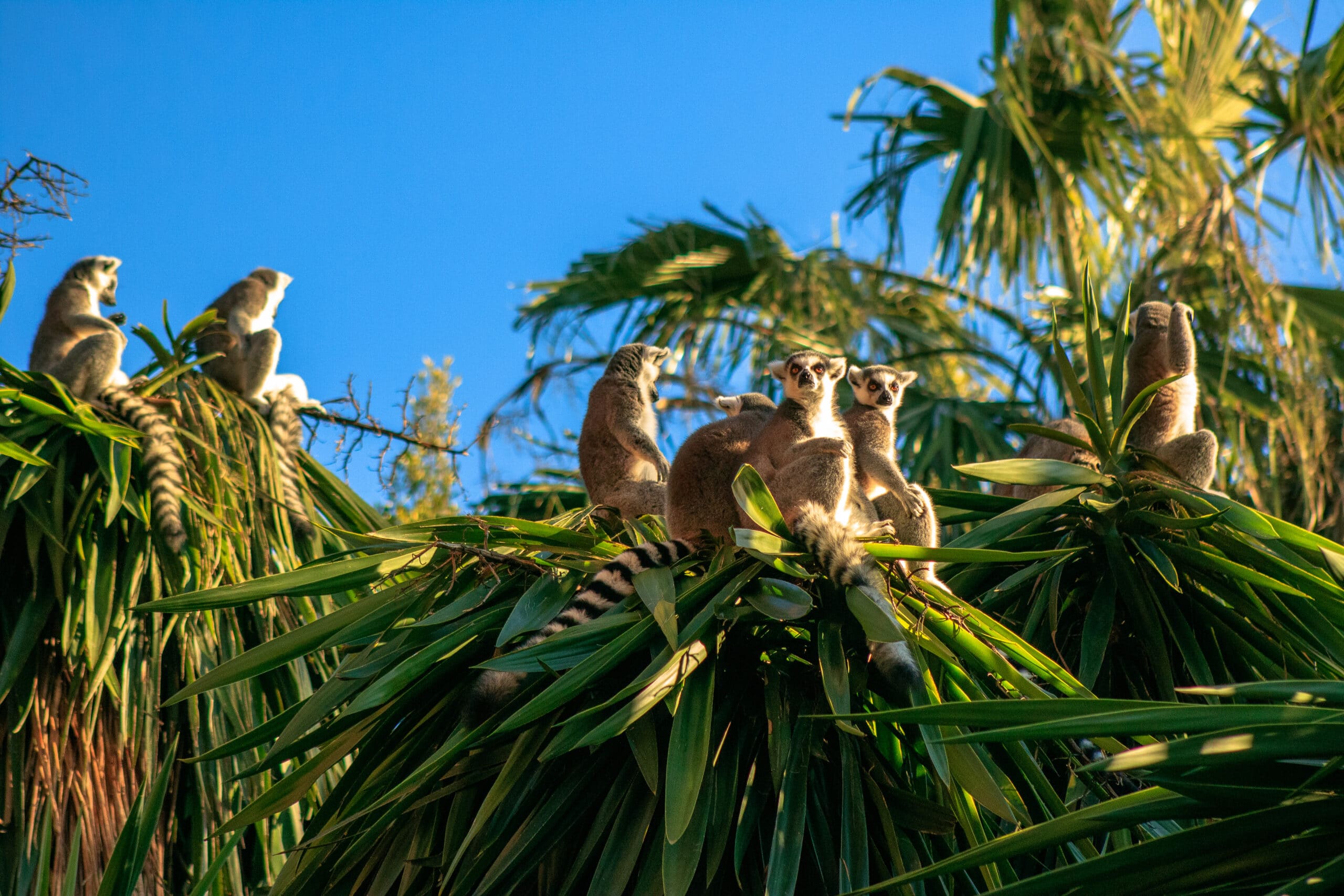 Ring-tailed Lemur (Lemur catta)