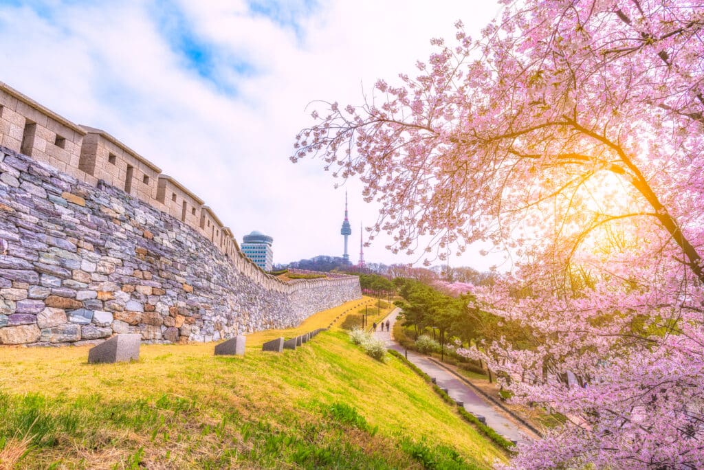 Cherry blossoms in Seoul with Namsan Tower in the background during spring
