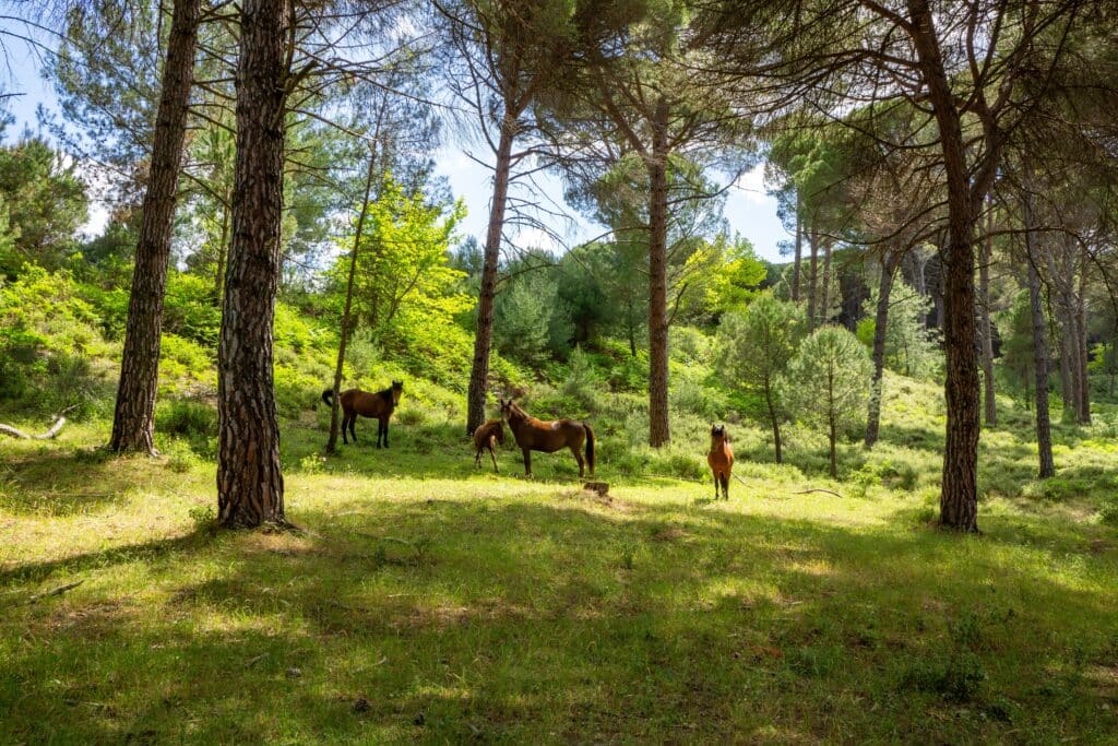 Wild Horses  Mustangs in the Ida Mountains Wild Horse Range on the Border of Balıkesir and Izmir, Turkey