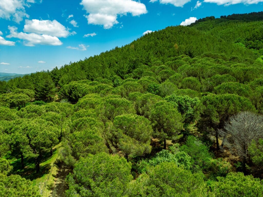 Ida Mountain National Park in Bergama, Izmir - Turkey. Deep Forest Area.