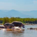 A family of Hippopotamus in a nature reserve in Burundi