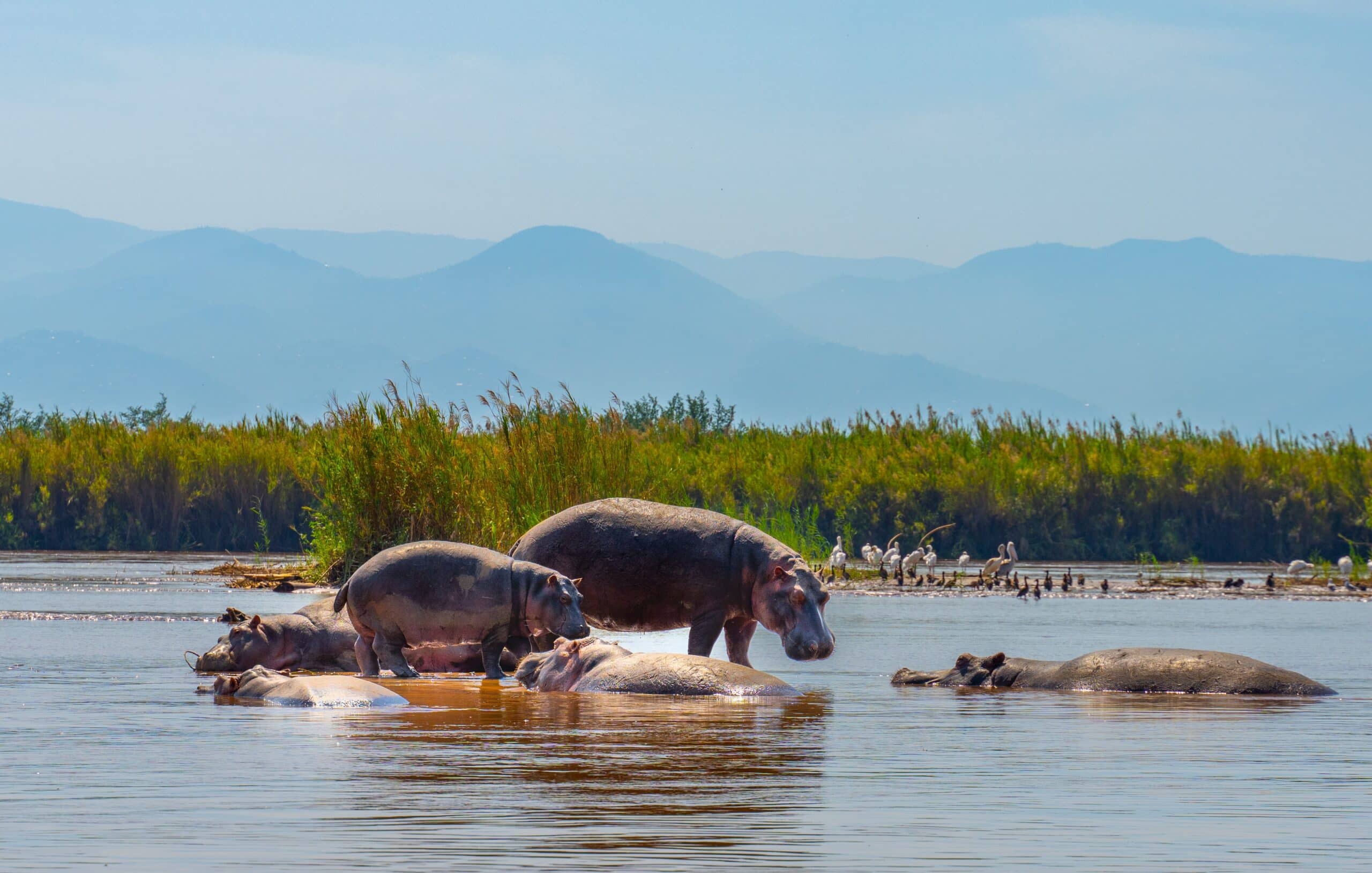 A family of Hippopotamus in a nature reserve in Burundi