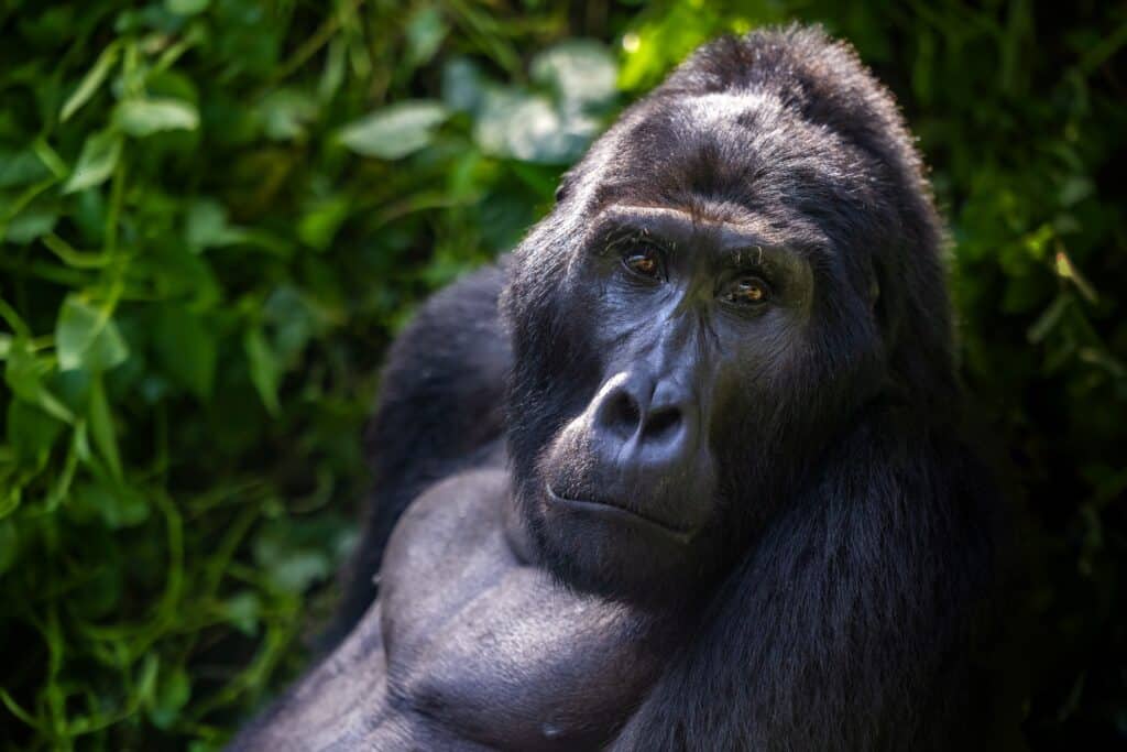 A large silverback mountain gorilla, gorilla beringei beringei, in the undergrowth of the Bwindi Impenetrable forest, Uganda. A world heritage site home to half of the mountain gorillas in the world.