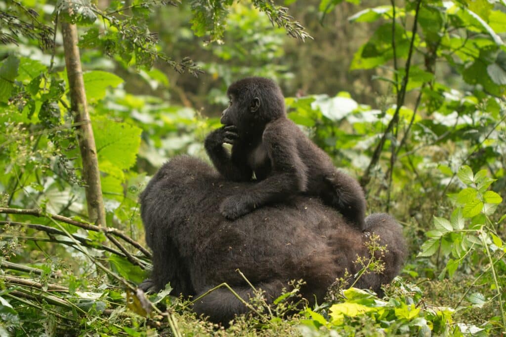 young gorillas in bwindi national forest in uganda