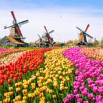 Landscape with tulips, traditional dutch windmills and houses near the canal in Zaanse Schans, Netherlands, Europe