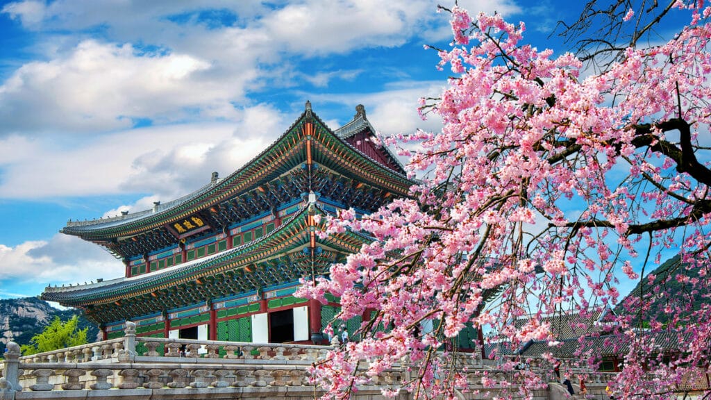 Cherry blossoms at Gyeongbokgung Palace in Seoul during spring
