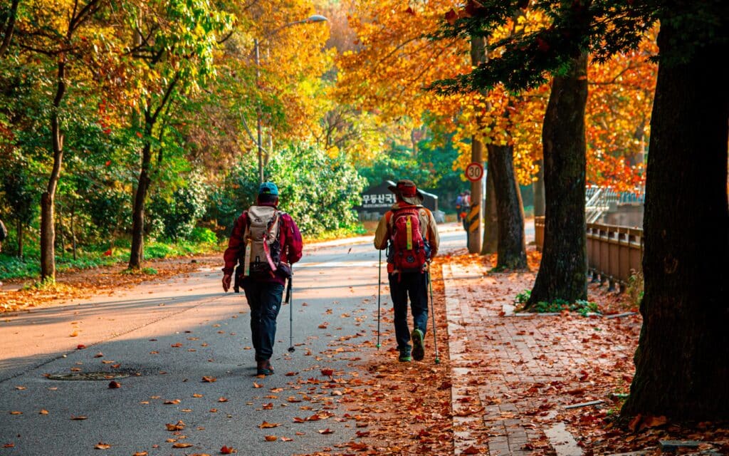 Hikers walking along a forest road surrounded by autumn foliage in South Korea