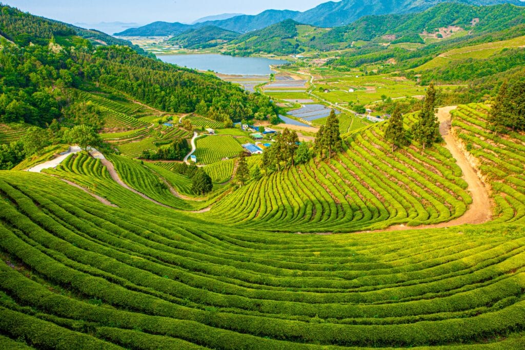 Boseong green tea fields with rolling hills in South Korea