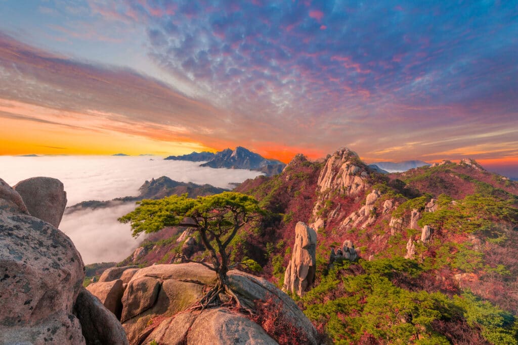 Granite peaks and pine trees at sunrise in Bukhansan National Park near Seoul