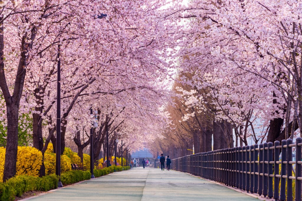 Cherry blossom walkway in Seoul with trees in full bloom