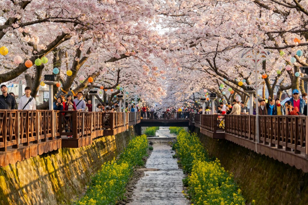 Cherry blossoms along a canal in Seoul during spring festival season
