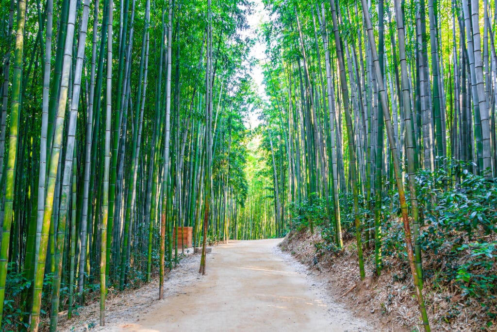Sunlight shining through bamboo forest path in Damyang South Korea
