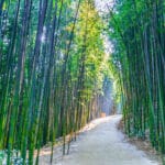 Juknokwon bamboo forest path in Damyang South Korea with tall green bamboo trees