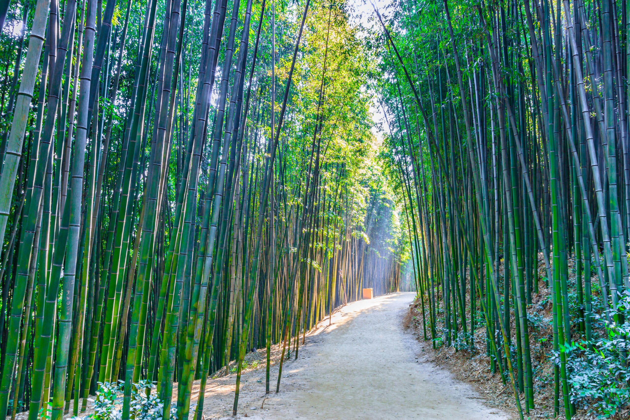 Juknokwon bamboo forest path in Damyang South Korea with tall green bamboo trees
