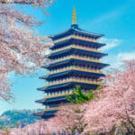 Traditional pagoda surrounded by cherry blossoms in spring South Korea