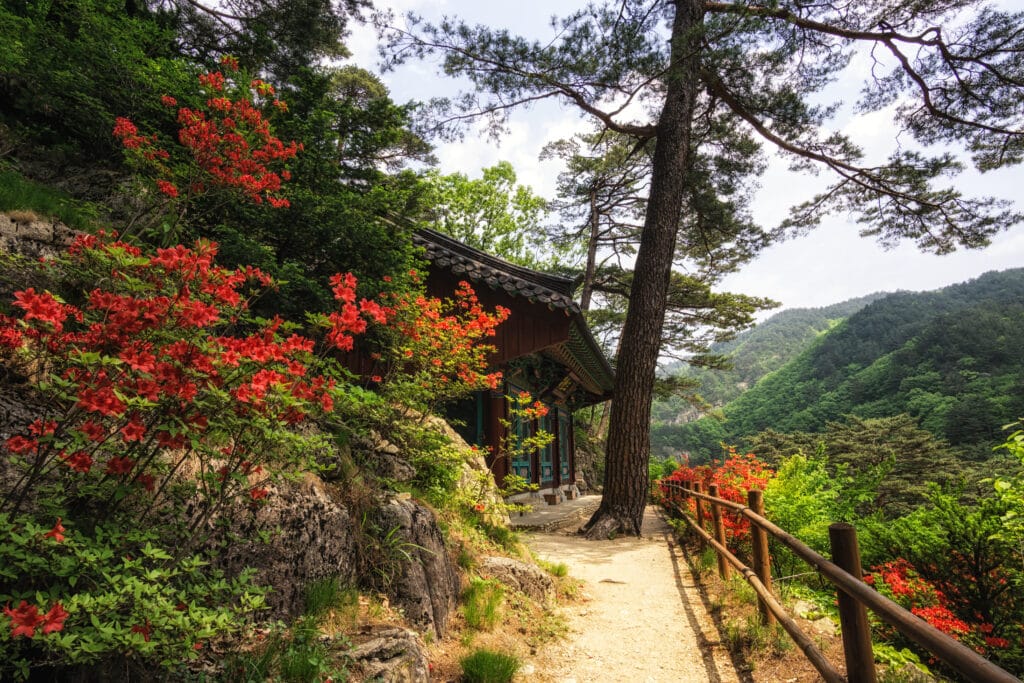 Traditional Korean temple surrounded by red azalea flowers in the mountains of South Korea