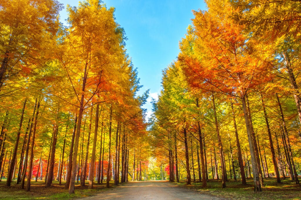 Tree-lined path with golden autumn foliage on Nami Island in South Korea