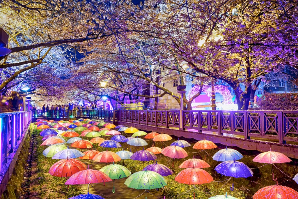 Cherry blossoms and colorful umbrellas along Oncheoncheon Stream in Busan