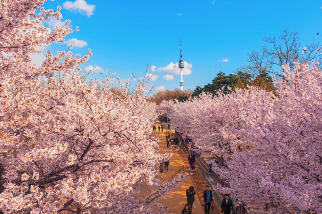 Cherry blossoms in Seoul with N Seoul Tower in the background