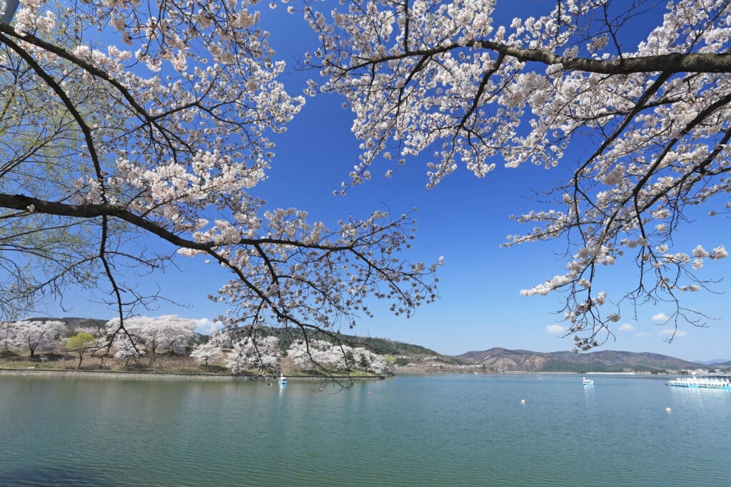 A scene of a lake full of cherry blossoms - Korea