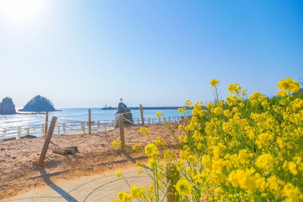 Yellow canola flowers blooming by the beach of Taeanhaean National Marine Park 