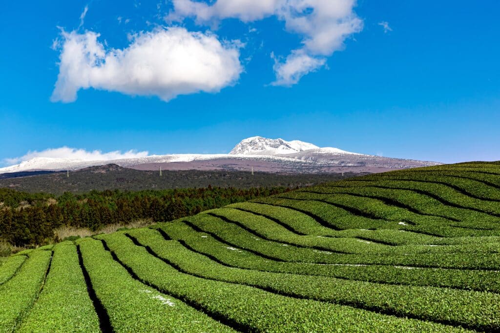Green tea fields in Seogwipo, Jeju Island, South Korea