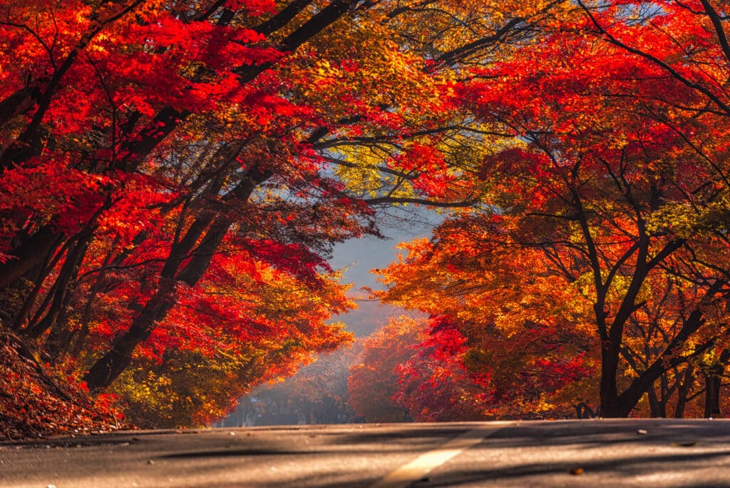 Autumn foliage in South Korea with colorful trees forming a canopy over a scenic road