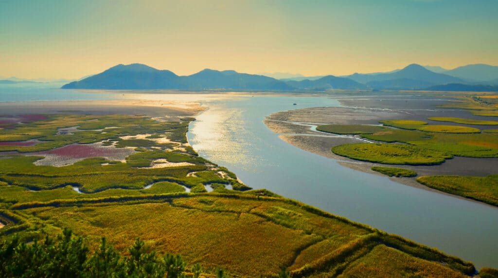 Suncheon Bay wetland reserve with river and reed fields South Korea