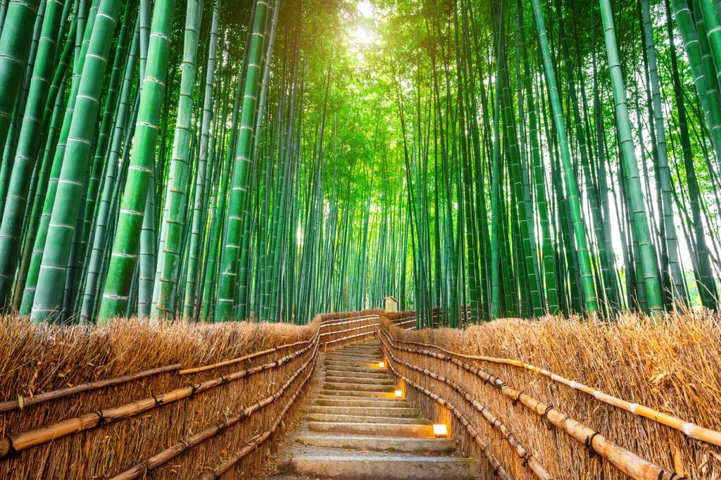 bamboo forest path in Arashiyama Kyoto with tall green bamboo