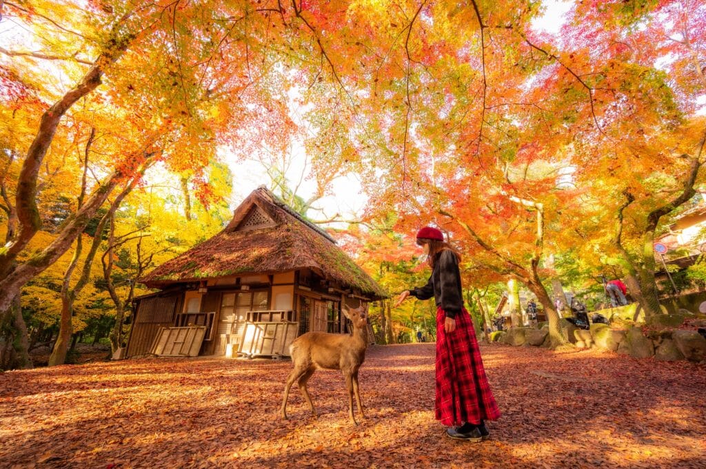 Deer in Nara surrounded by colorful autumn leaves in Japan