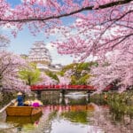 Himeji Castle surrounded by cherry blossoms in spring, Japan