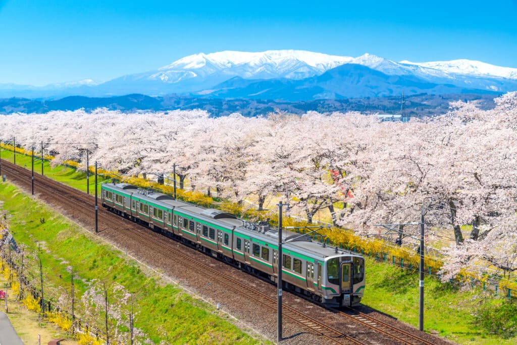 Local train passing through cherry blossoms with snowy mountains in the background in Japan