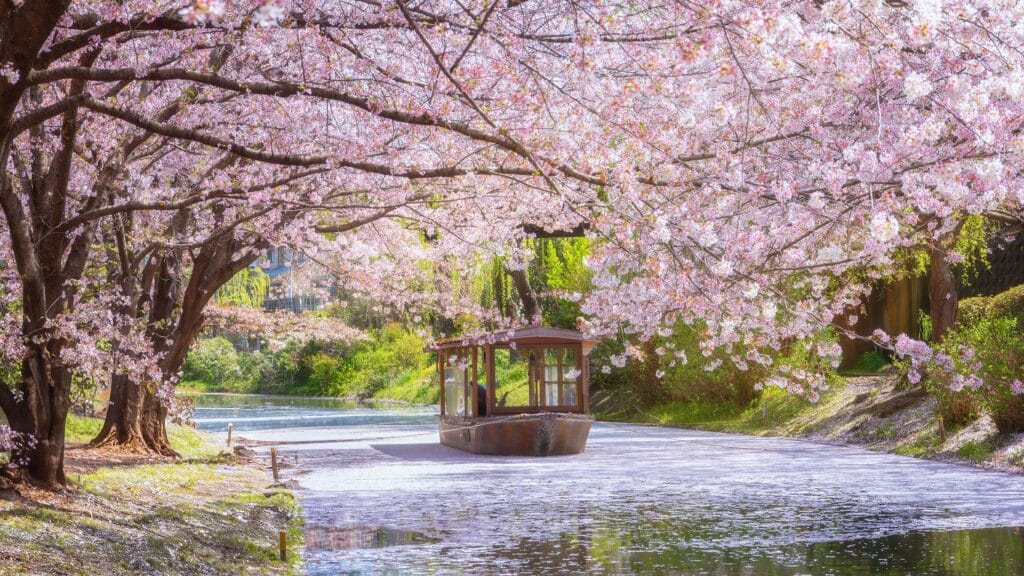 Cherry blossoms along a canal in Kyoto with traditional boat