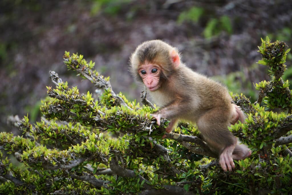 baby monkey sitting on tree branch at Iwatayama Monkey Park Kyoto