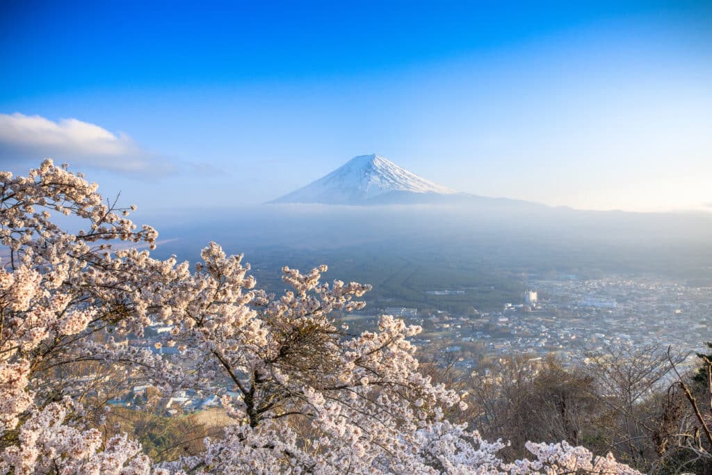 Mount Fuji seen from hillside with cherry blossoms in bloom
