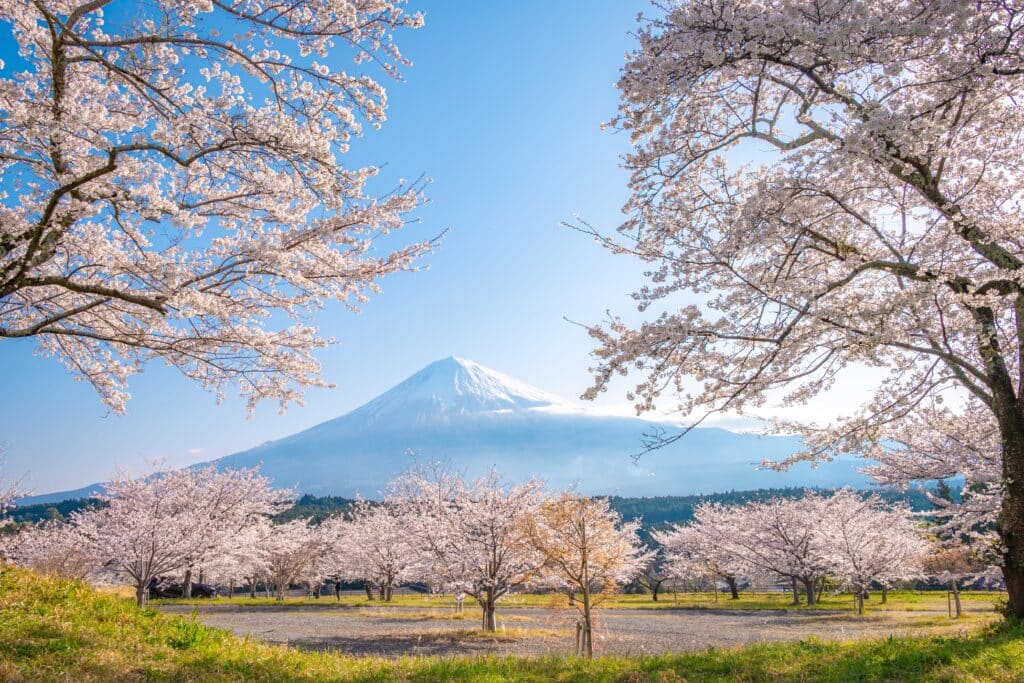 Mount Fuji framed by cherry blossoms in spring in Japan