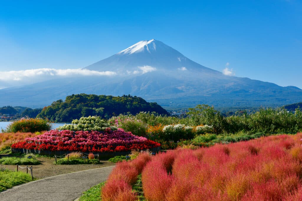 Colorful flower fields at Oishi Park with Mount Fuji in the background