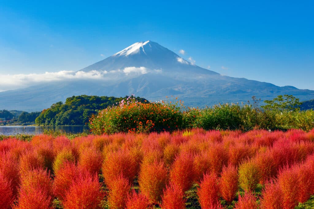 Red kochia bushes at Oishi Park with Mount Fuji behind