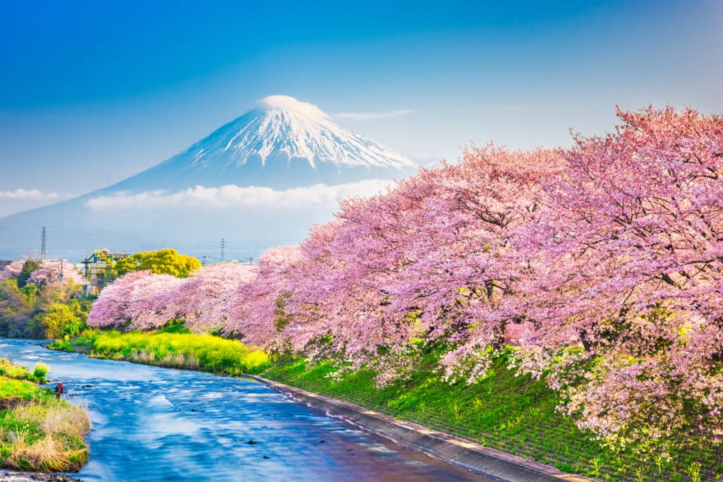Mount Fuji rising above pink cherry blossoms and a riverside landscape in spring, Japan