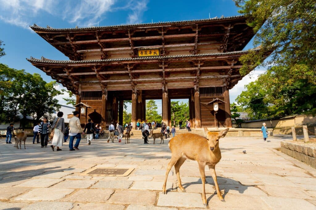 Deer in front of temple gate in Nara with visitors in background