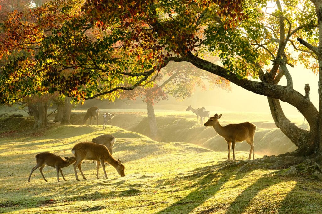 Deer grazing in Nara Park in soft morning light with autumn trees