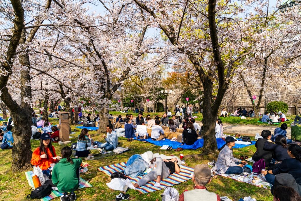 People enjoying hanami picnic under cherry blossoms in Osaka park during spring