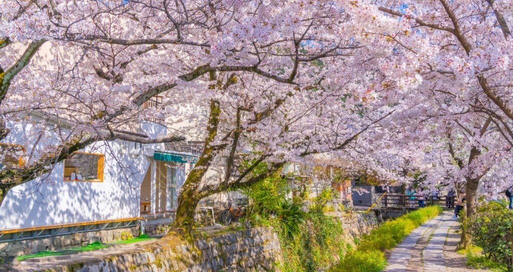 Philosopher’s Path in Kyoto lined with cherry blossoms and canal