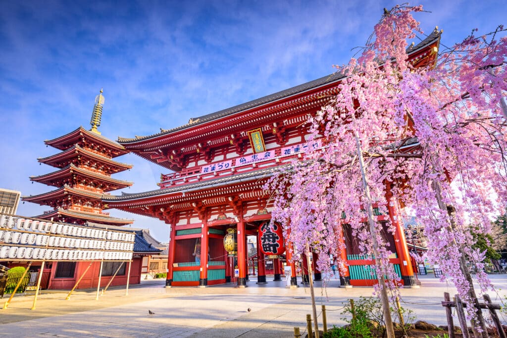 Senso-ji Temple Tokyo with cherry blossoms in spring