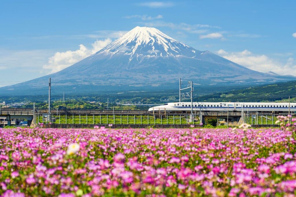 Shinkansen bullet train passing Mount Fuji with flowers in the foreground in Japan