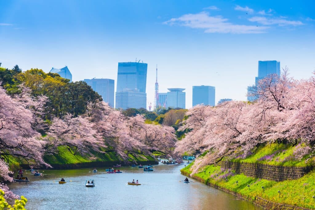 Cherry blossoms lining a river in Tokyo with boats on the water and the city skyline in the background