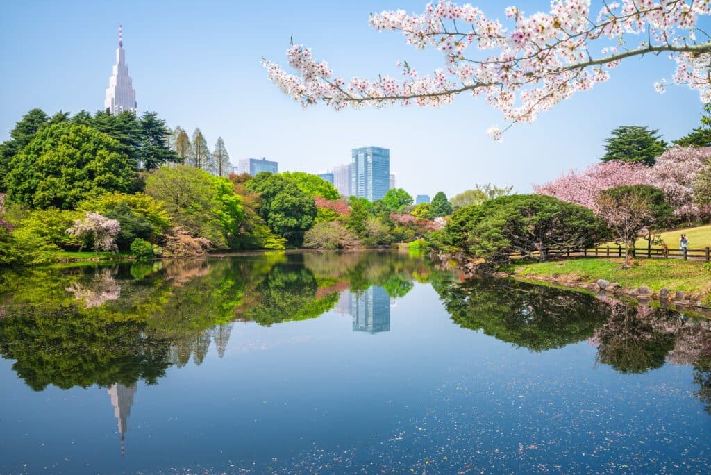Cherry blossoms around a lake in a Tokyo park with skyline in the background