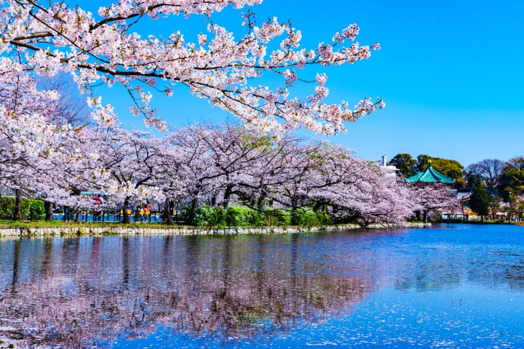 Cherry blossoms along a river in Tokyo during spring