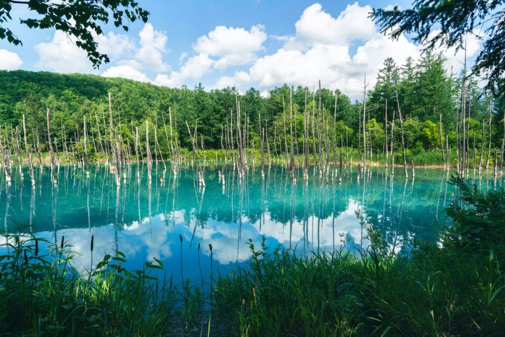 Blue Pond in Biei surrounded by forest in Hokkaido, Japan
