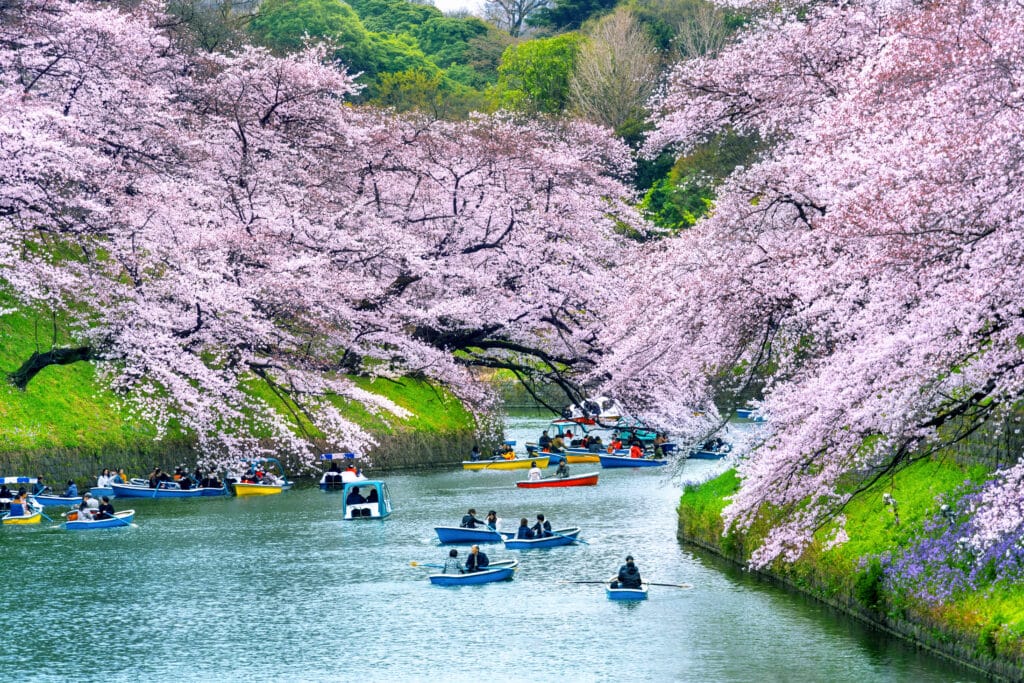 Boats passing beneath cherry blossoms at Chidorigafuchi moat in Tokyo